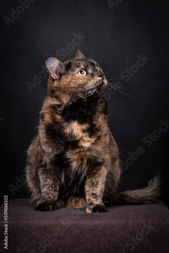 The portrait of Brown Cat