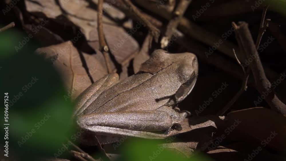 Menwig Frog Physalaemus albonotatus in Natural Habitat Menwig Frog Physalaemus albonotatus in Natural Habitat