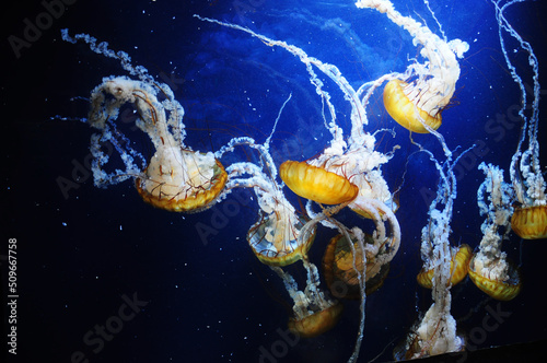 Photo taken at the California Academy of Sciences in San Francisco, California, USA.A jellyfish can be seen in the middle of the picture over a deep blue background. photo