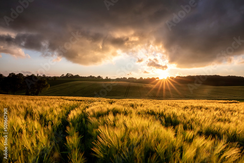 Fotobehang sunset sunshine over wheat field