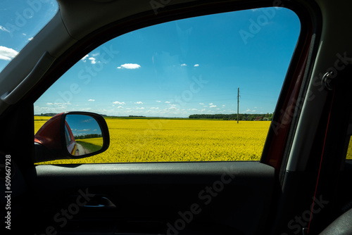 Yellow flower, raps seed in the spring