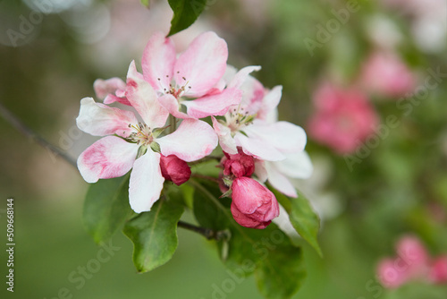 Closeup apple tree branch with rose flowers, blur background.