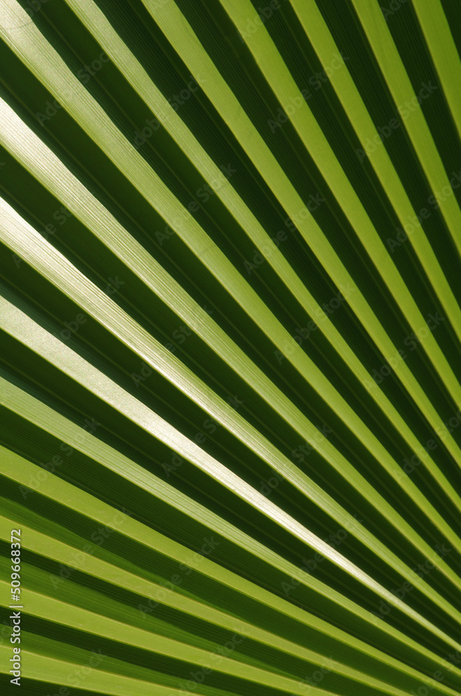 Obraz premium Palm leaves close up. Palm