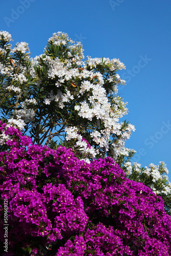 Purple paperflowers and white oleander flowers in a garden