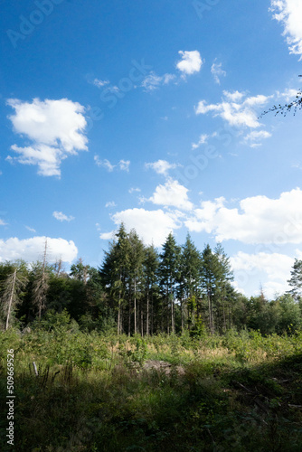 Ein einfacher Wald.