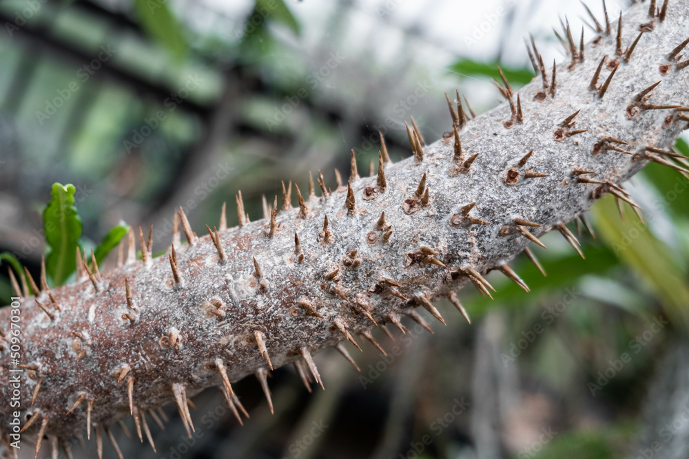 Naklejka premium Spines and spikes on the branch of a tree close up