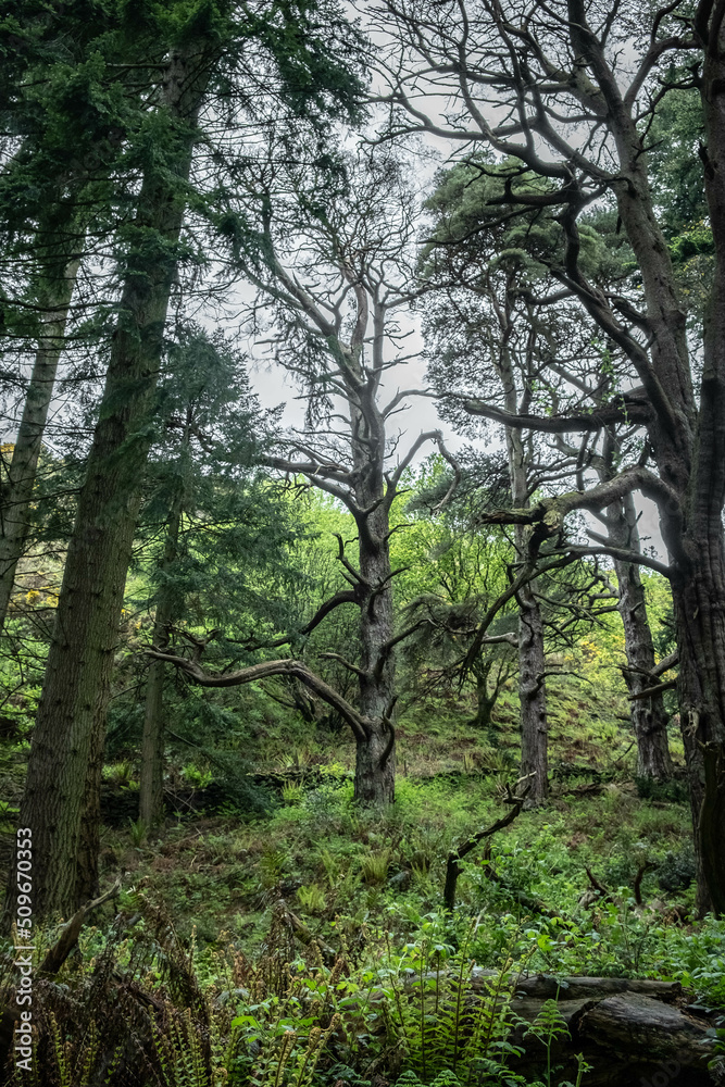 Ancient woodland in Scotland, UK