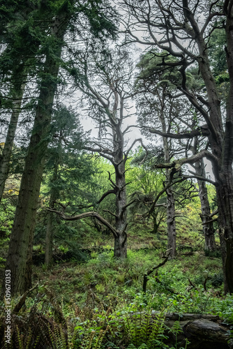Ancient woodland in Scotland, UK