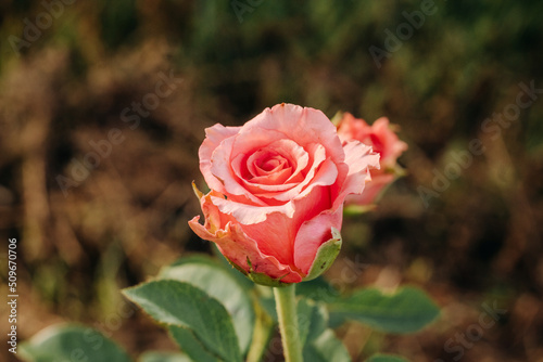 Bright pink flower in the green grass in the garden. Rose in the garden. 