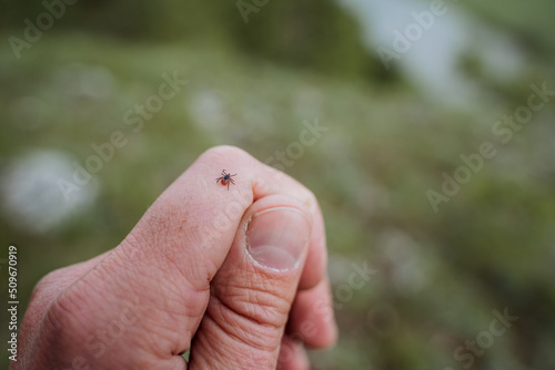 Encephalitis tick crawls on the skin, a harmful insect spreads deadly viruses, borrelosis is dangerous from a tick bite, small claw legs, crawls on the arm.