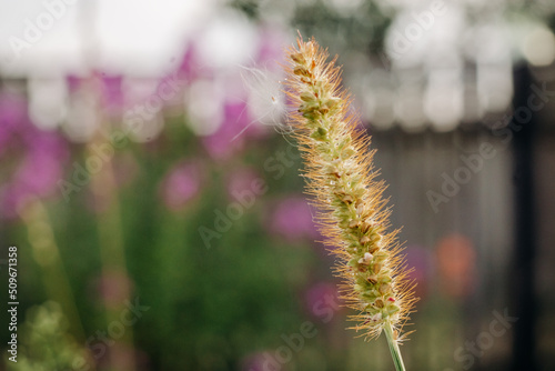 Grass stalk with ripe seeds in sunlight.
