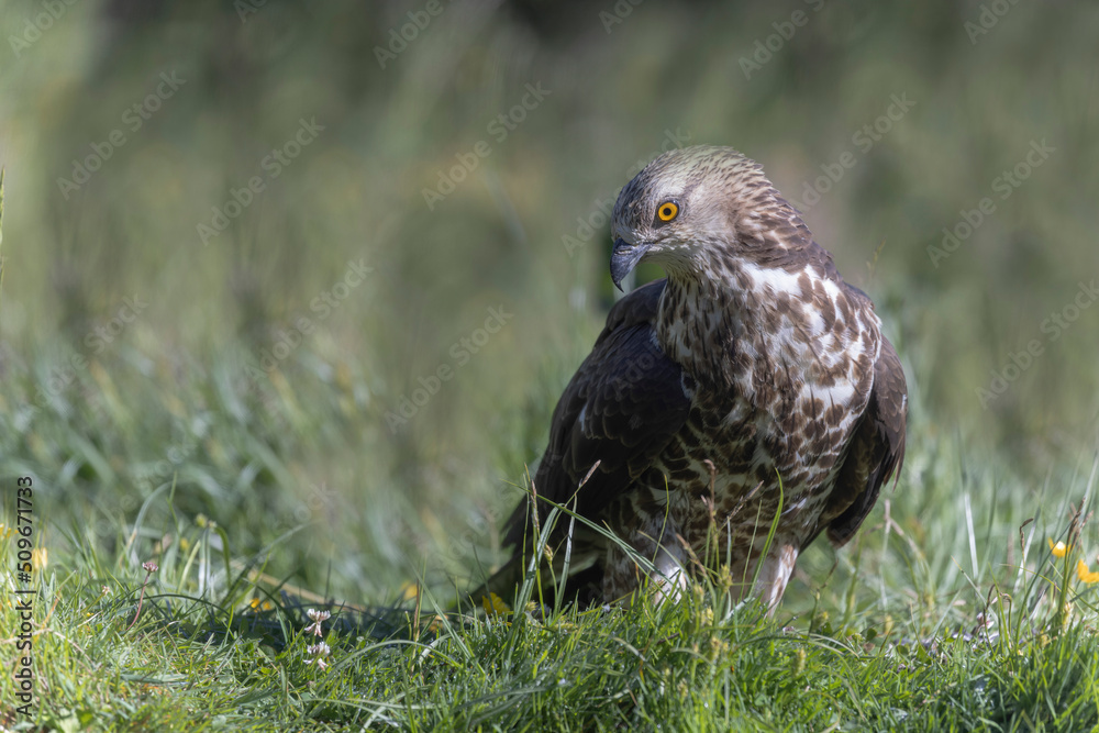 Honey Buzzard Pernis apivorus walking on ground Honey Buzzard Pernis apivorus walking on ground