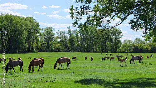 A herd of horses with young foals graze in a picturesque place. Free-range livestock on the lawn against the background of a green forest. A herd of horses eats grass.