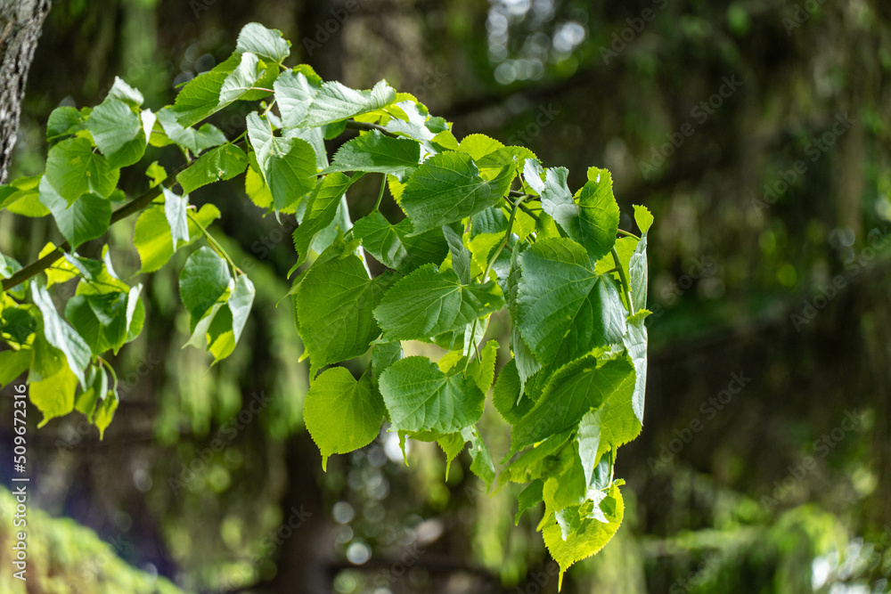 Obraz premium leaves in the forest