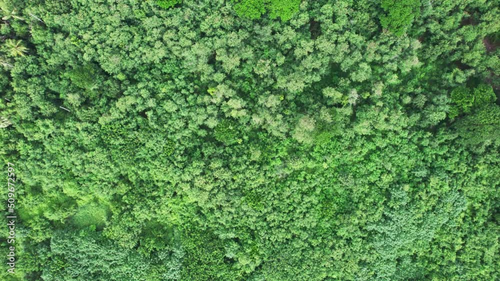 Forestry green perennial tree in tropical rainforest. Carbon footprint and decarbonisation concept Forestry green perennial tree in tropical rainforest. Carbon footprint and decarbonisation concept