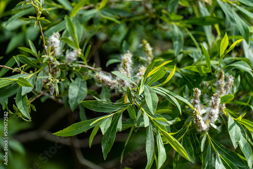 close up of green leaves