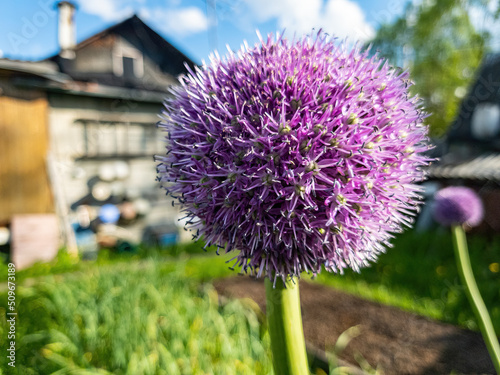 A head of flowering garlic in the garden