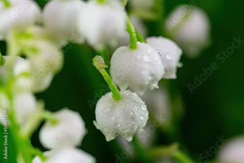 white lilies of the valley with raindrops close-up