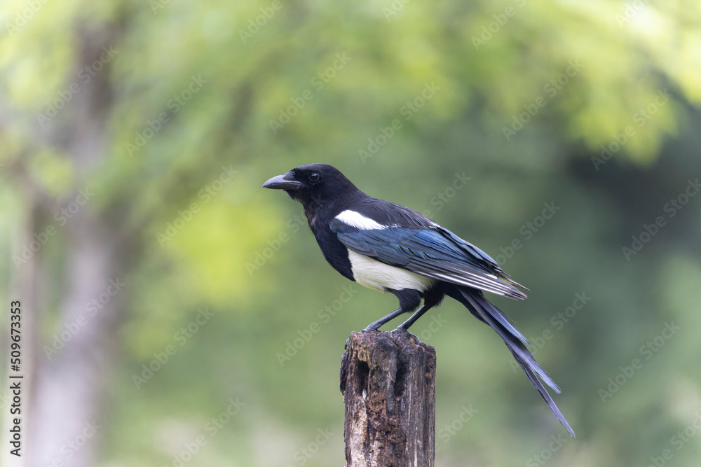 European Magpie Pica pica sitting on a dead branch European Magpie Pica pica sitting on a dead branch