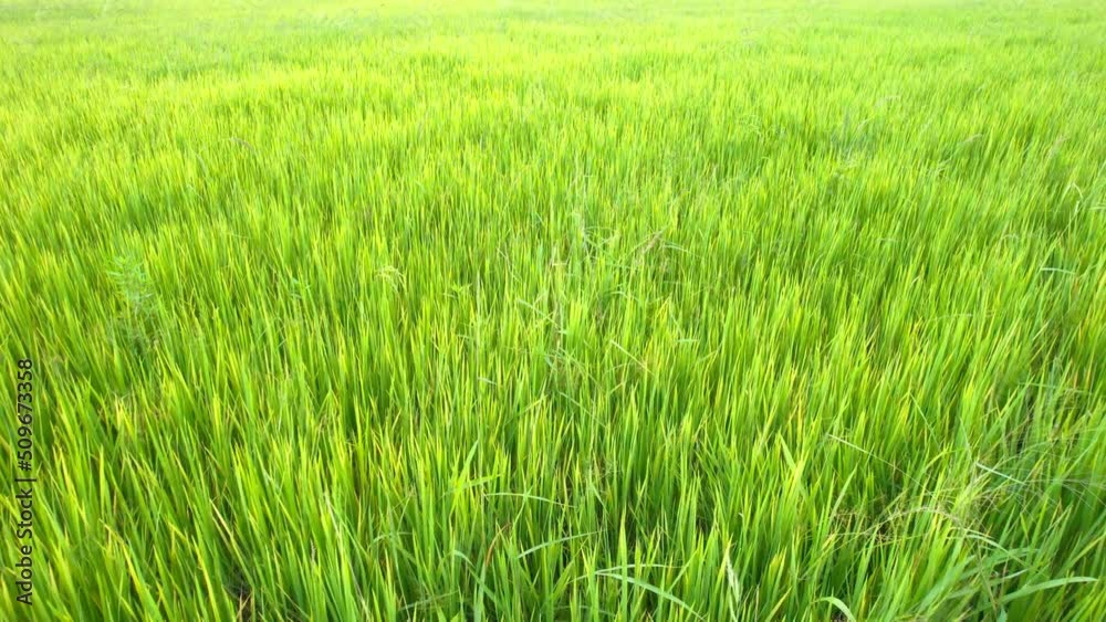 Green paddy rice field growing in agricultural area at countryside Green paddy rice field growing in agricultural area at countryside