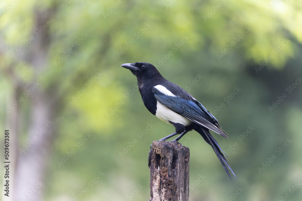 European Magpie Pica pica sitting on a dead branch European Magpie Pica pica sitting on a dead branch