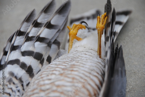 paws of the dead bird