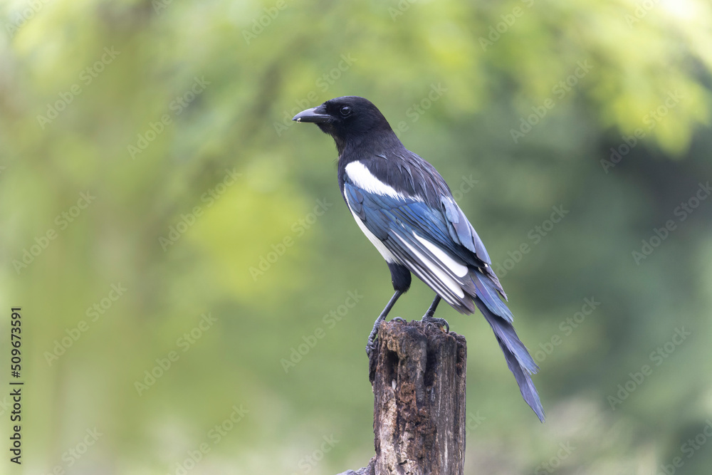 European Magpie Pica pica sitting on a dead branch European Magpie Pica pica sitting on a dead branch