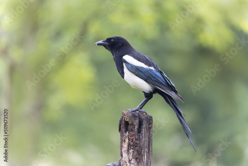 European Magpie Pica pica sitting on a dead branch