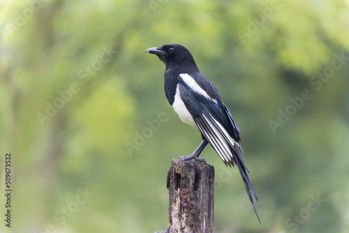 European Magpie Pica pica sitting on a dead branch © denis