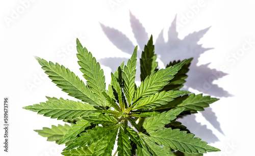 The cannabis plants are isolated on a white background. The texture of the leaves of cannabis.