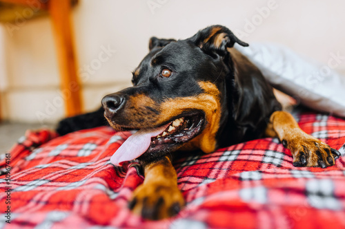 A beautiful large black dog of the Rottweiler breed lies on a red checkered rug with an open mouth and a long tongue. Animal photography.