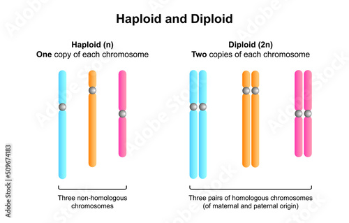 Scientific Designing of Differences Between Haploid and Diploid. Diploid vs Haploid. Colorful Symbols. Vector Illustration. photo