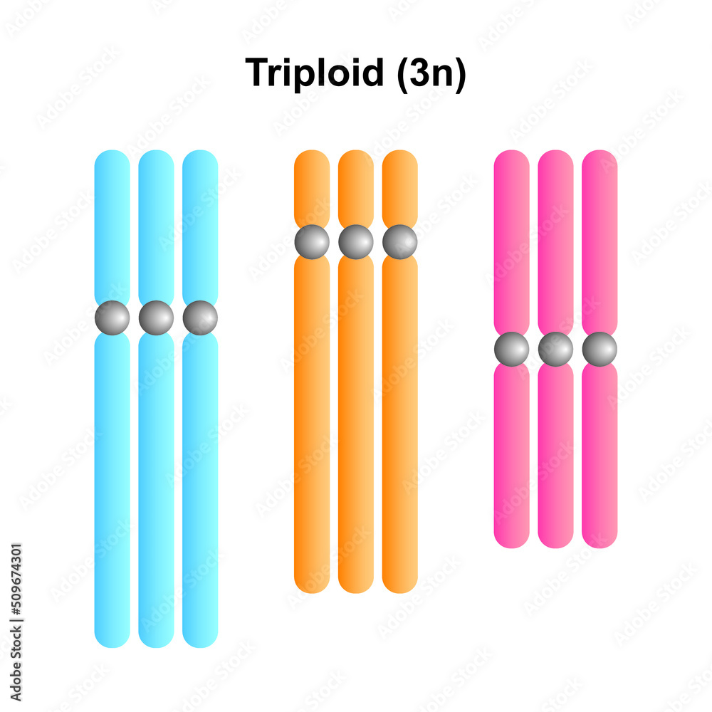 Scientific Designig of Triploidy. Colorful Symbols. Vector Illustration