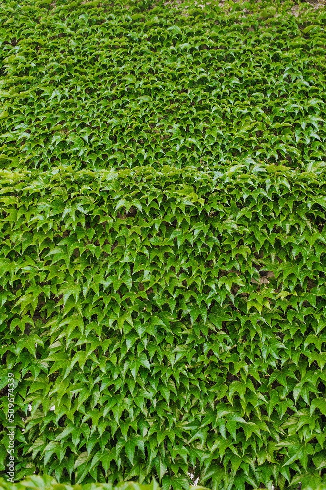 Background, texture of leaves, foliage of green ivy on a large wall. Photography of nature. Background, texture of leaves, foliage of green ivy on a large wall. Photography of nature.