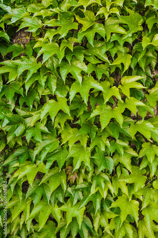 Obraz premium Background, texture of leaves, foliage of an evergreen green ivy plant on a large wall. Photography of nature.