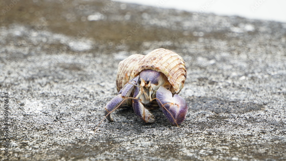 ムラサキオカヤドカリが徘徊している

