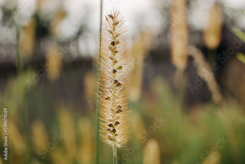 Grass stalk with ripe seeds in sunlight.