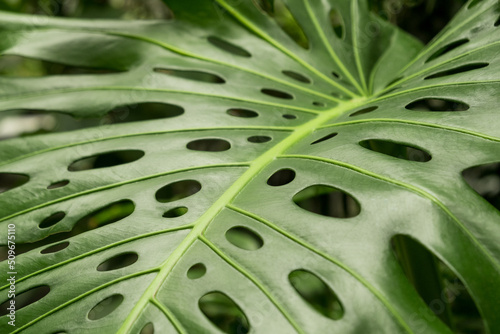 Fototapeta Naklejka Na Ścianę i Meble -  Close-up of a leaf of a tropical monstera plant. Jungle in the city. Decorative indoor plants. Selective focus.