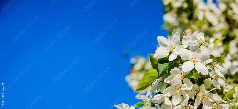 Blossoming branch of apple tree against the blue sky Blossoming branch of apple tree against the blue sky