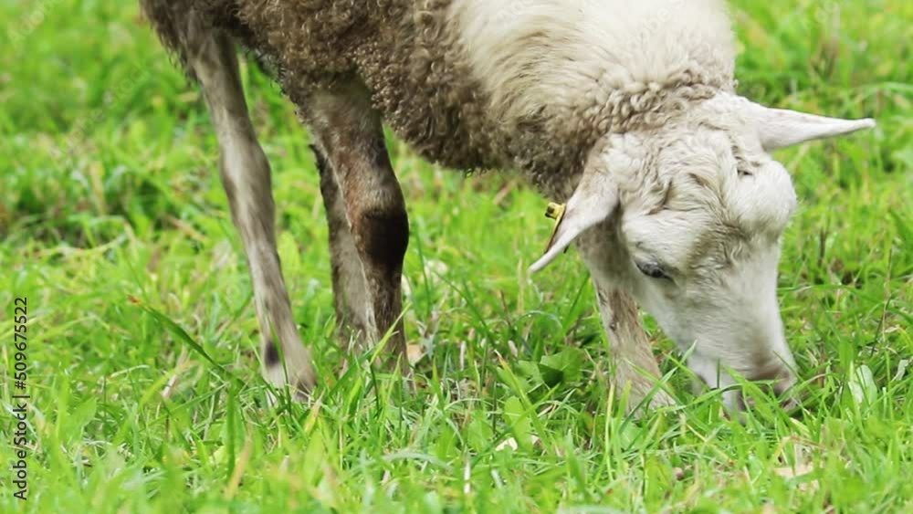 Domestic brown sheep eat grass in pasture. Breeding animals on farm. Flock of sheep is nibbling green grass in field. Rural life in the countryside. Domestic brown sheep eat grass in pasture. Breeding animals on farm. Flock of sheep is nibbling green grass in field. Rural life in the countryside.