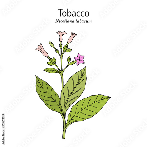 Tobacco plant Nicotiana tabacum . Botanical hand-drawn illustration
