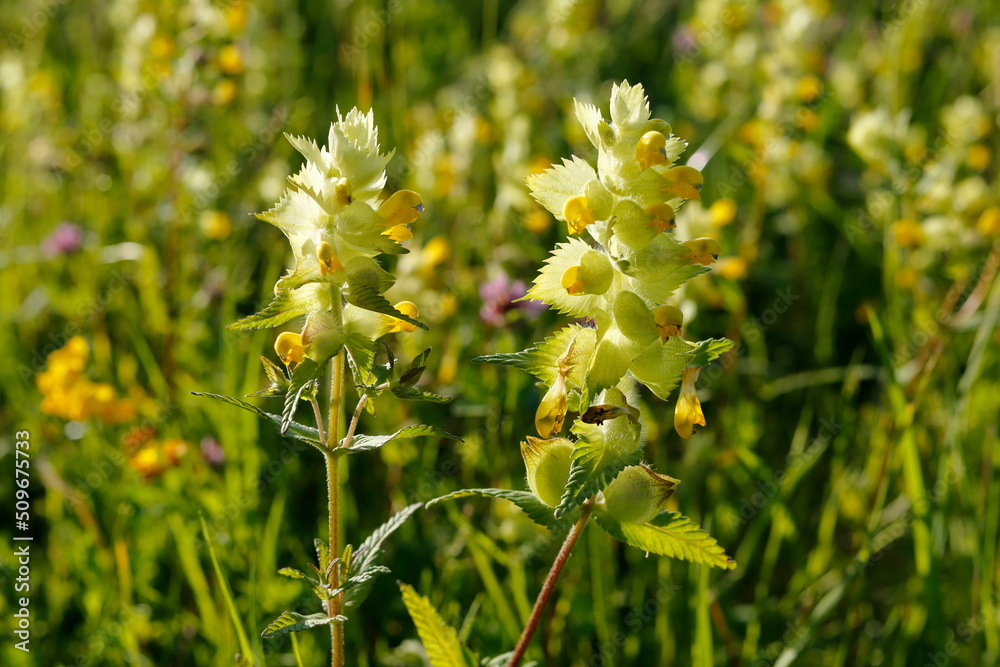 Zottiger Klappertopf (Rhinanthus alectorolophus) Zottiger Klappertopf (Rhinanthus alectorolophus)