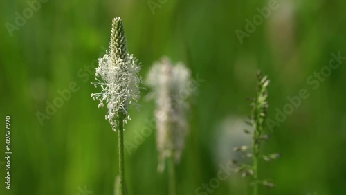 Ribwort Plantainin slight breeze (Plantago lanceolata) - (4K) photo