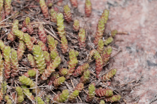 Ochitok or sedum white (Latin Sedum album) is a species of evergreen herbaceous plant of the genus Ochitok of the Tolstyankov family. natural background of an evergreen plant photo