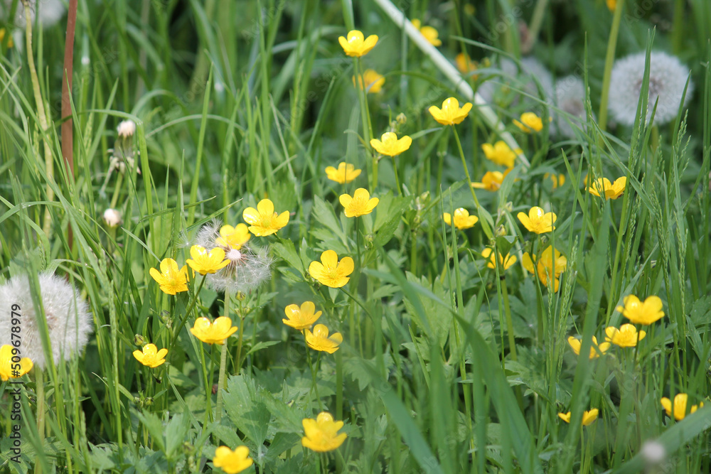 Yellow flowers of creeping buttercup (Ranunculus repens) plant and green grass in summer meadow Yellow flowers of creeping buttercup (Ranunculus repens) plant and green grass in summer meadow