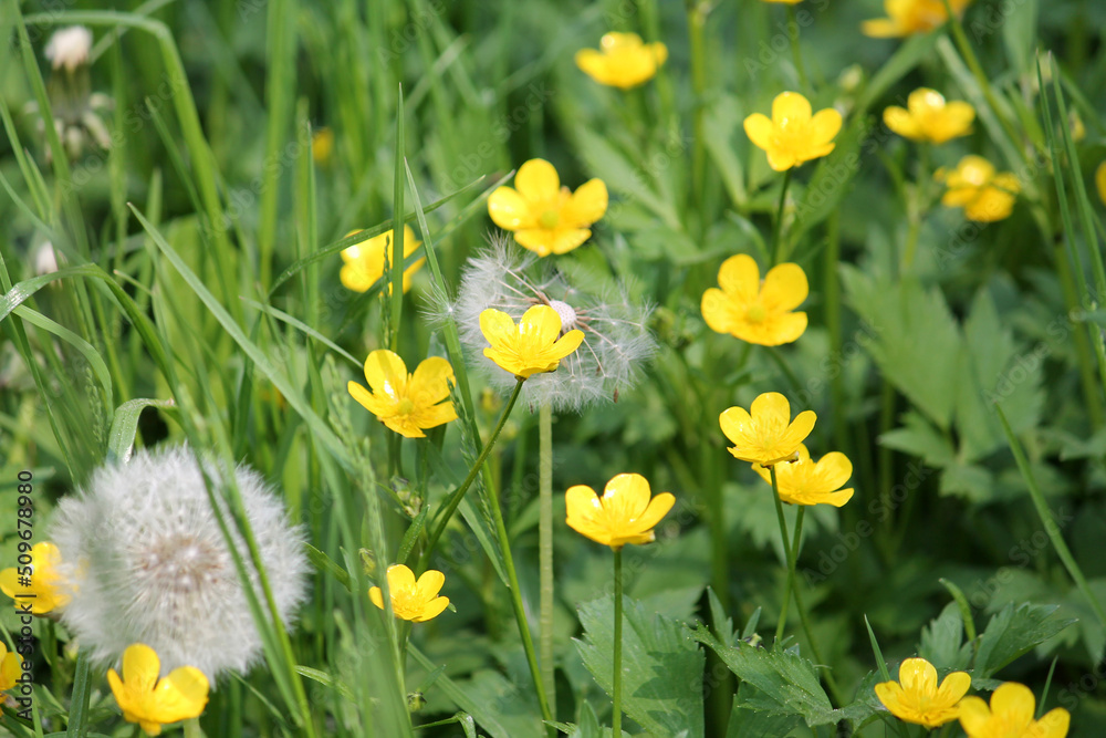 Fototapeta premium Yellow flowers of creeping buttercup (Ranunculus repens) plant and green grass in summer meadow