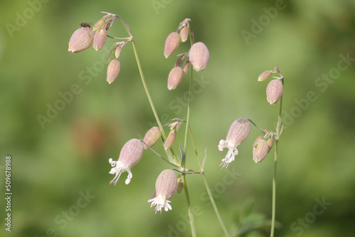 Flowers of bladder campion (Silene vulgaris) plant close-up in garden photo