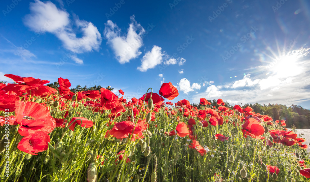 mohn