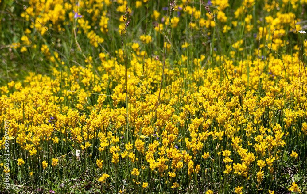 A close-up with many Genista sagittalis flowers in the field