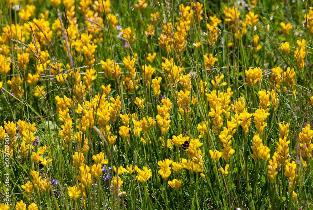 A close-up with many Genista sagittalis flowers in the field